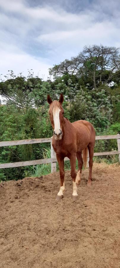 Refugio Horse Βίλα Santo Antônio do Pinhal Εξωτερικό φωτογραφία