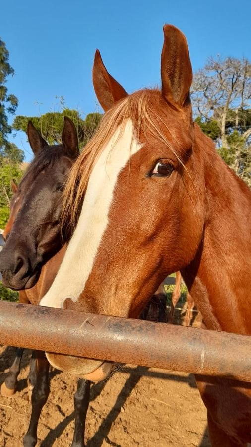 Refugio Horse Βίλα Santo Antônio do Pinhal Εξωτερικό φωτογραφία