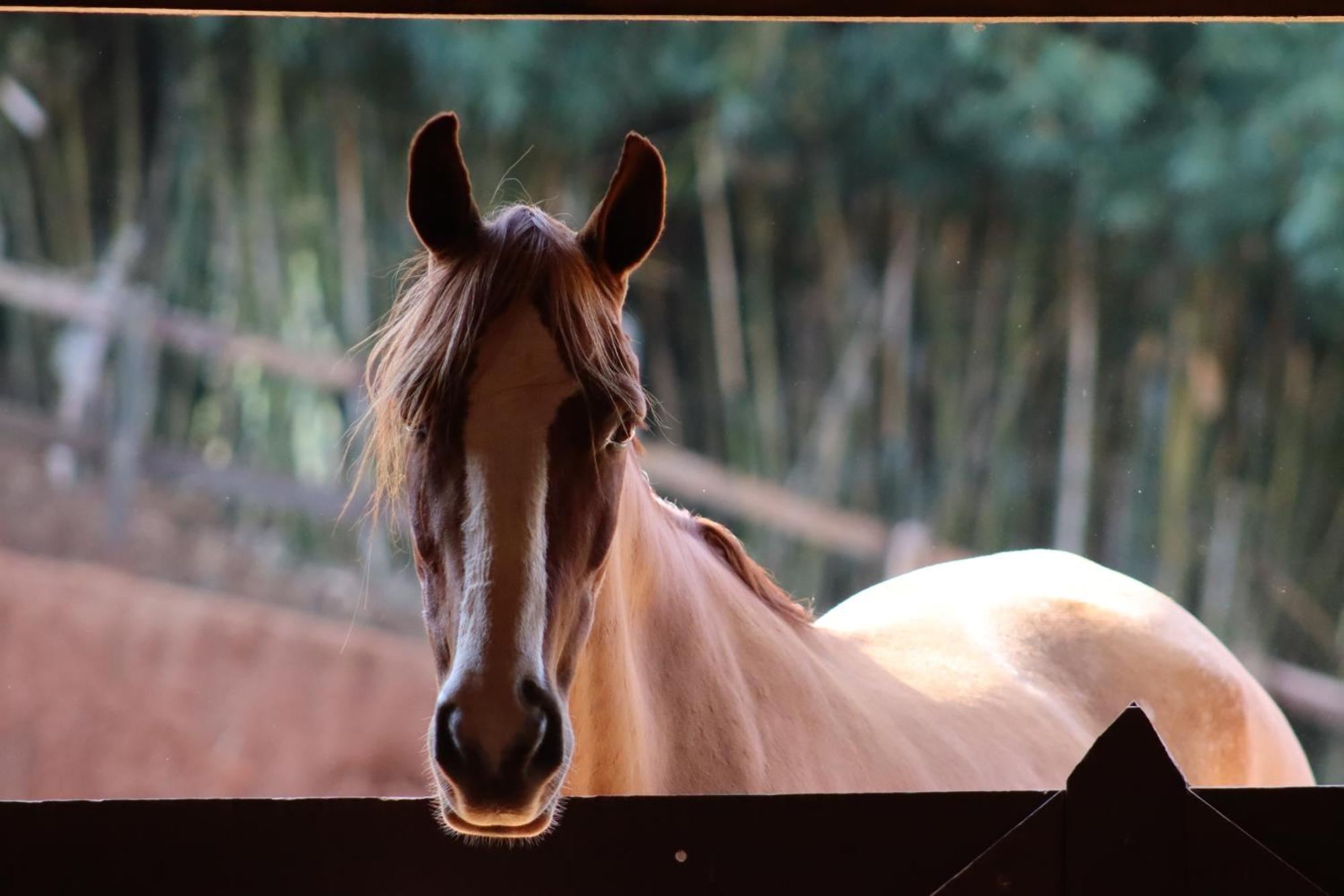 Refugio Horse Βίλα Santo Antônio do Pinhal Δωμάτιο φωτογραφία