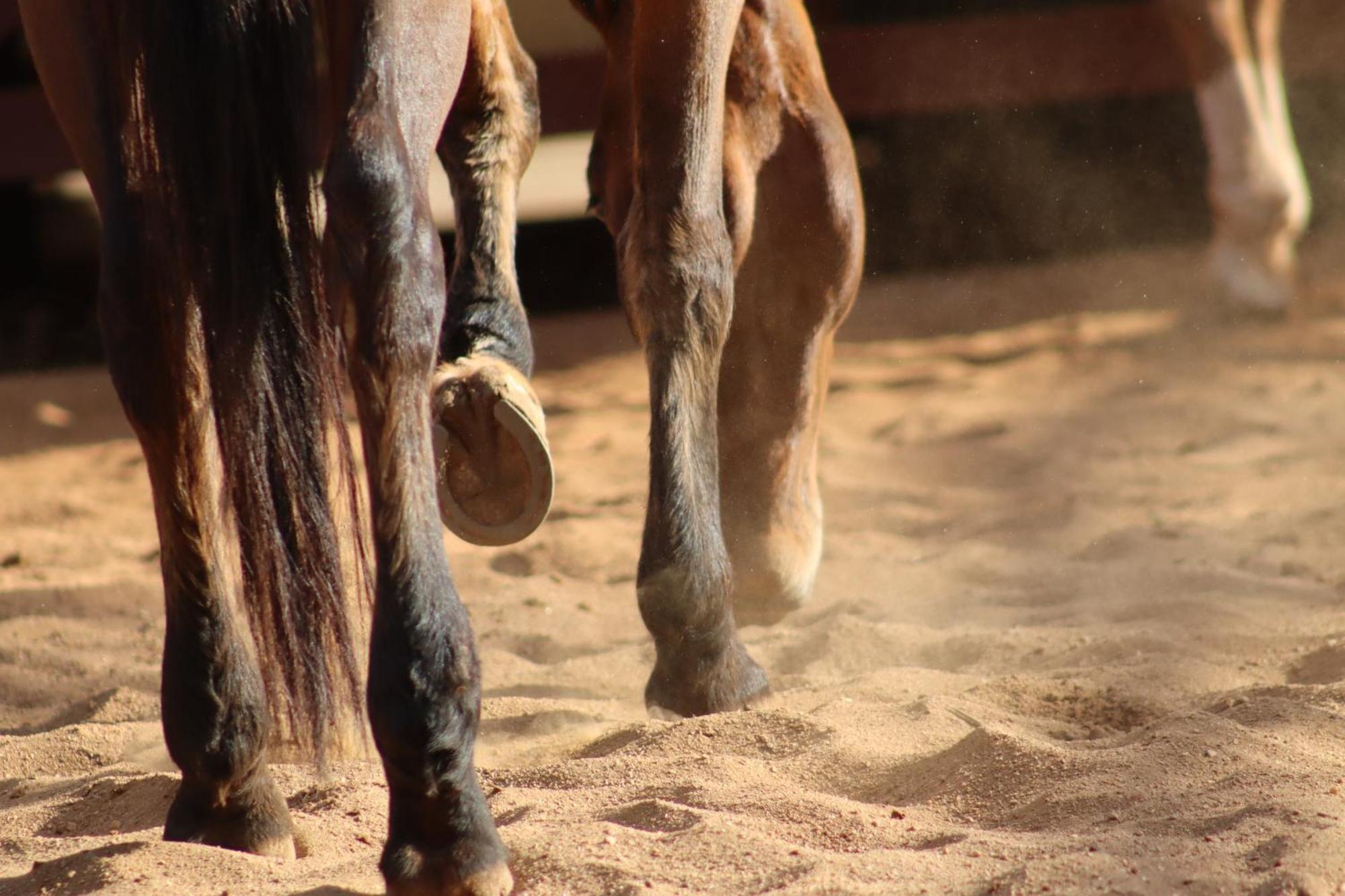 Refugio Horse Βίλα Santo Antônio do Pinhal Δωμάτιο φωτογραφία