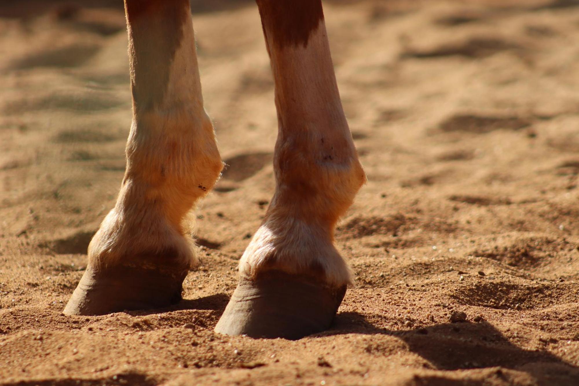 Refugio Horse Βίλα Santo Antônio do Pinhal Δωμάτιο φωτογραφία