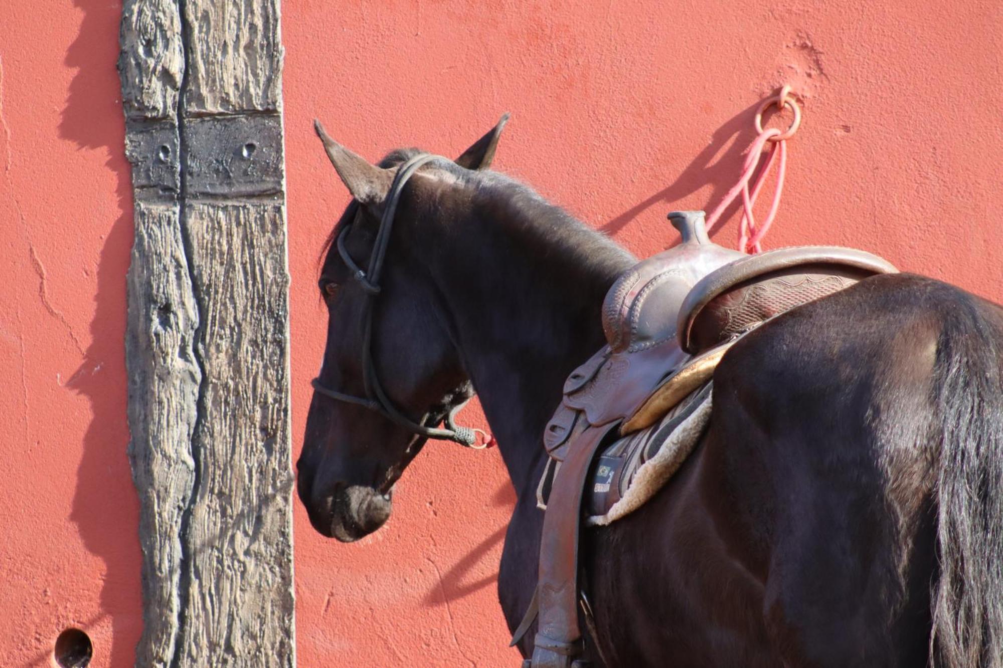 Refugio Horse Βίλα Santo Antônio do Pinhal Δωμάτιο φωτογραφία